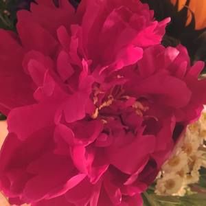 Meet your Posher, Carol